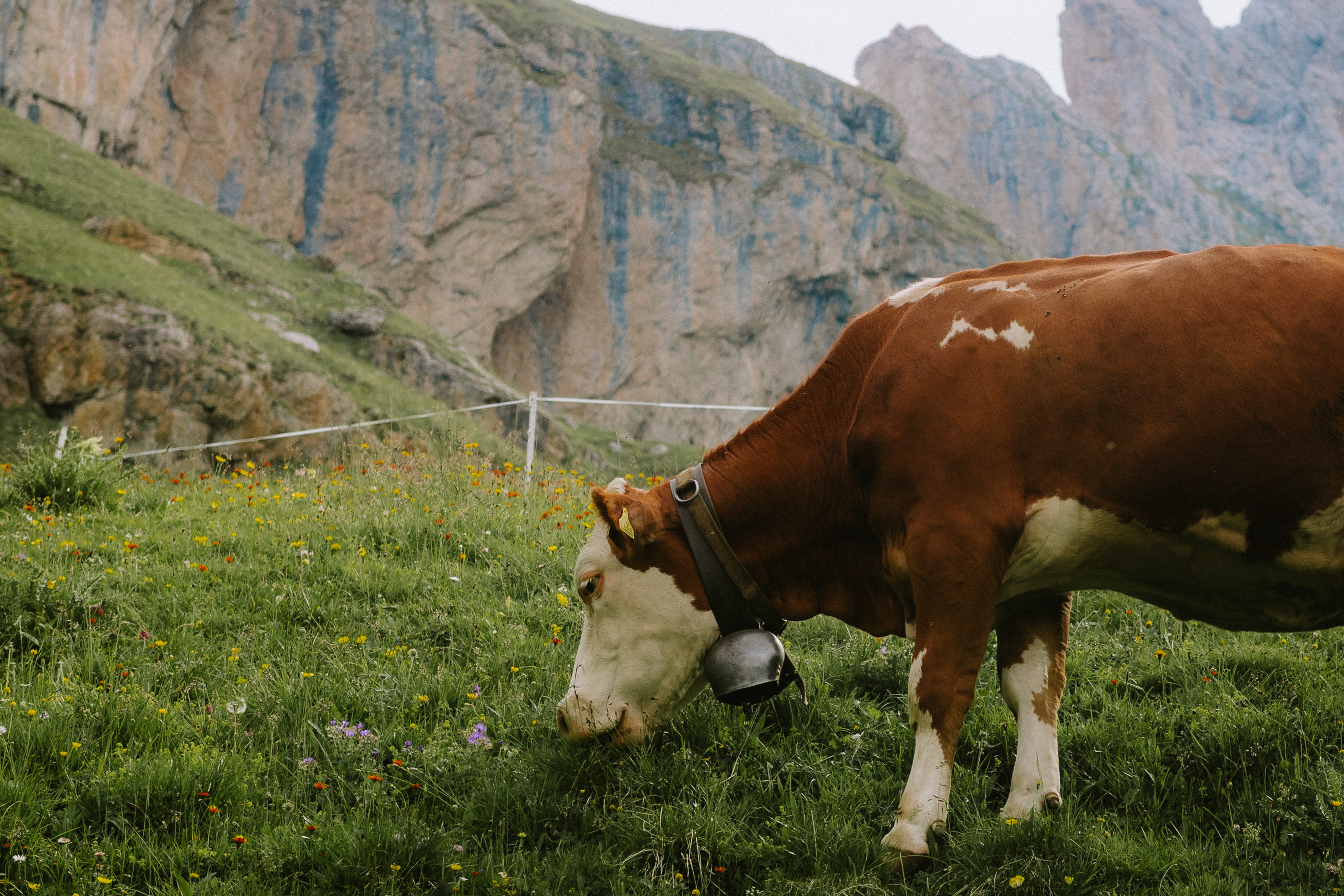 Seceda Grazing