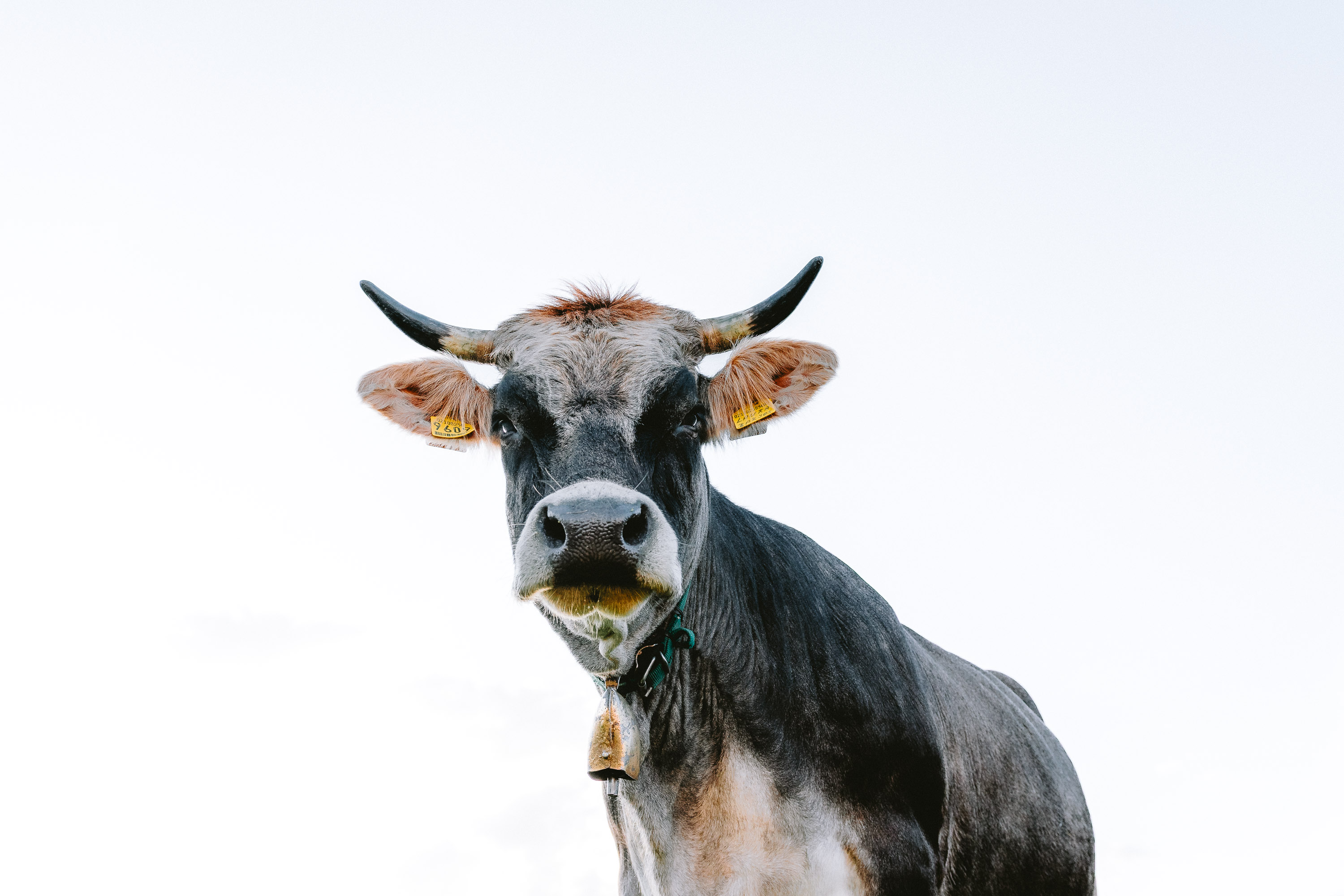Alpine Cow